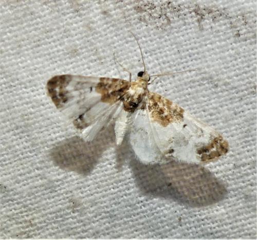 Eupithecia breviculata